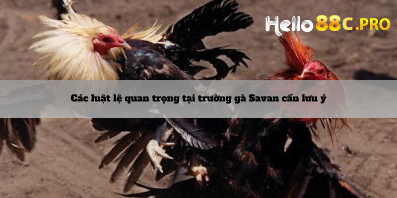 Các luật lệ quan trọng tại trường gà Sanva cần lưu ý